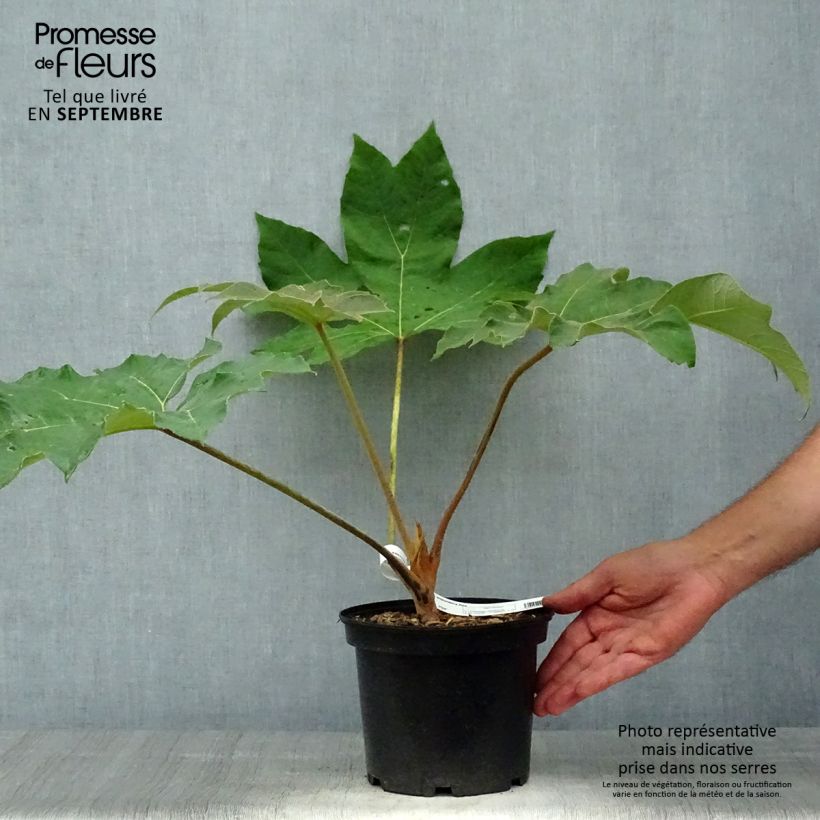 Tetrapanax papyrifera Rex en pot de 3L/4L sample as delivered in autumn