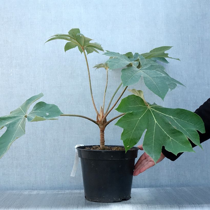 Tetrapanax papyrifera Rex en pot de 7L sample as delivered in autumn