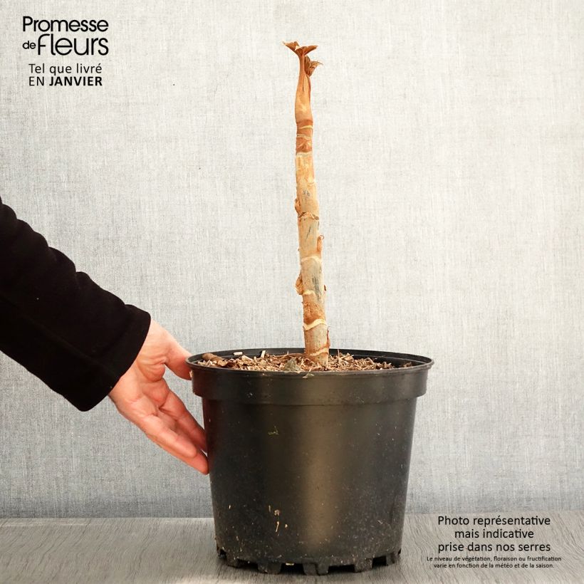 Tetrapanax papyrifera Rex en pot de 7L sample as delivered in winter