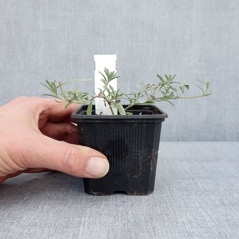 Teucrium ackermannii - Germander 8/9 cm pot sample as delivered in winter