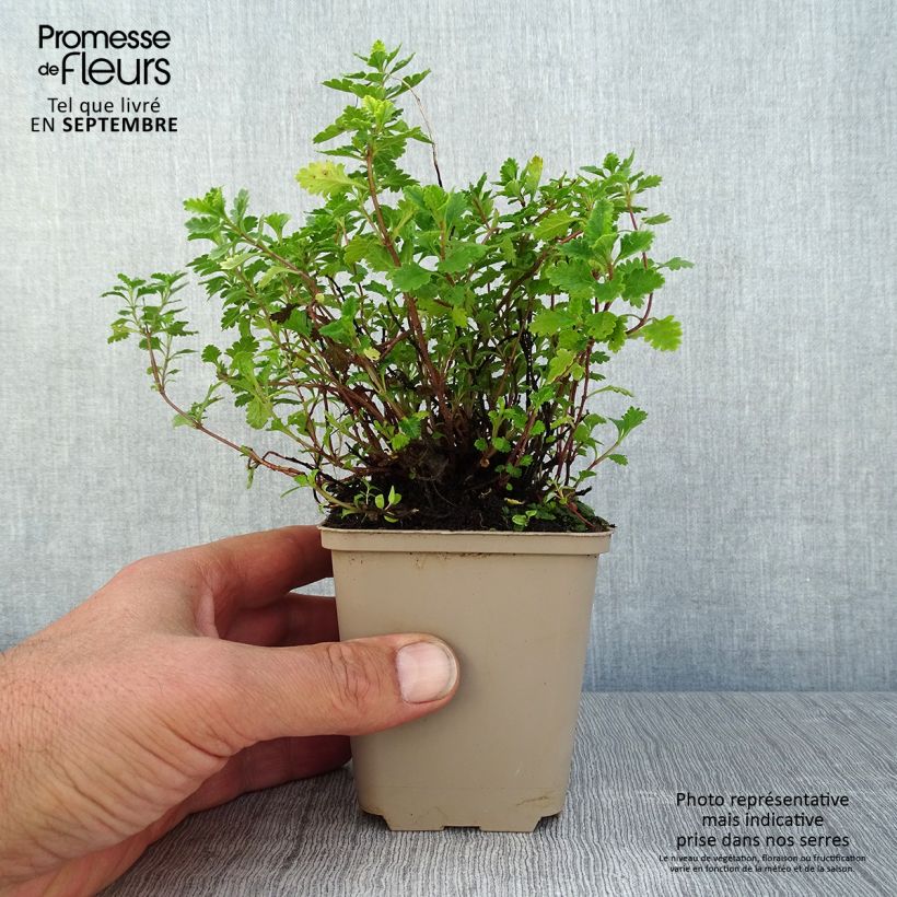 Teucrium chamaedrys Wild Form - Germander 8/9 cm pot sample as delivered in summer