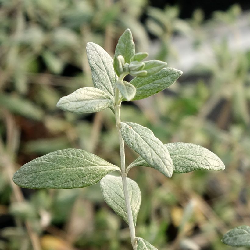 Teucrium fruticans Selection Erecta (Foliage)