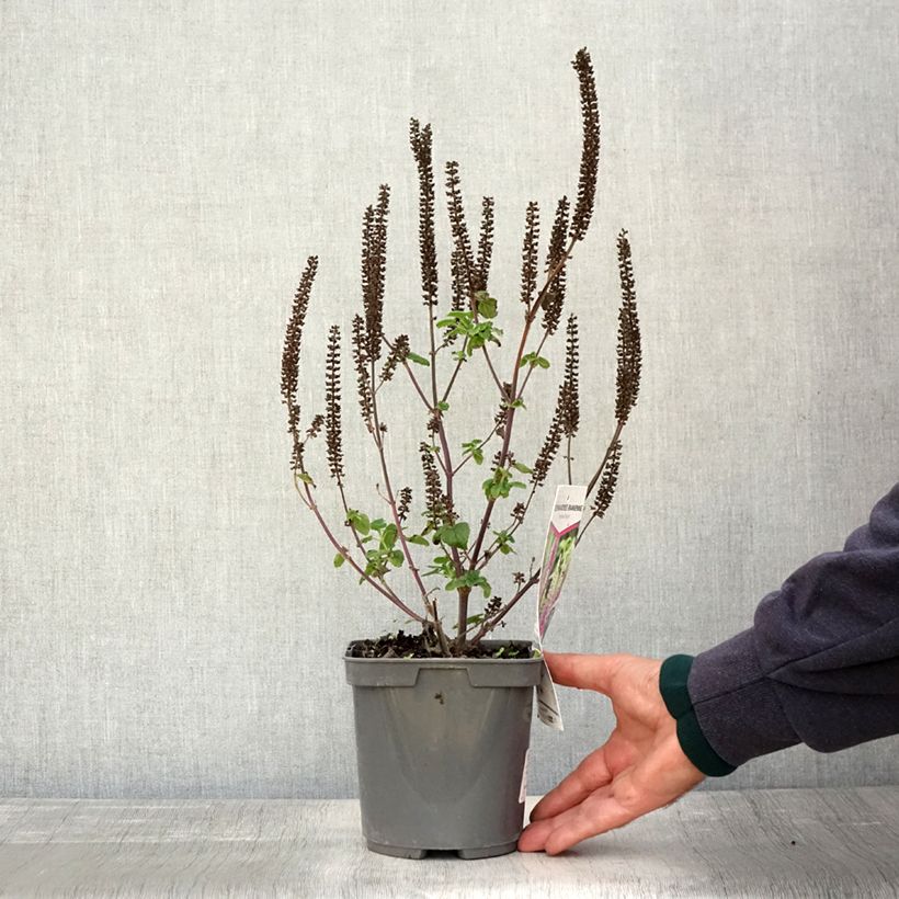 Teucrium hircanicum Paradise Delight - Germander 2L/3L pot sample as delivered in autumn