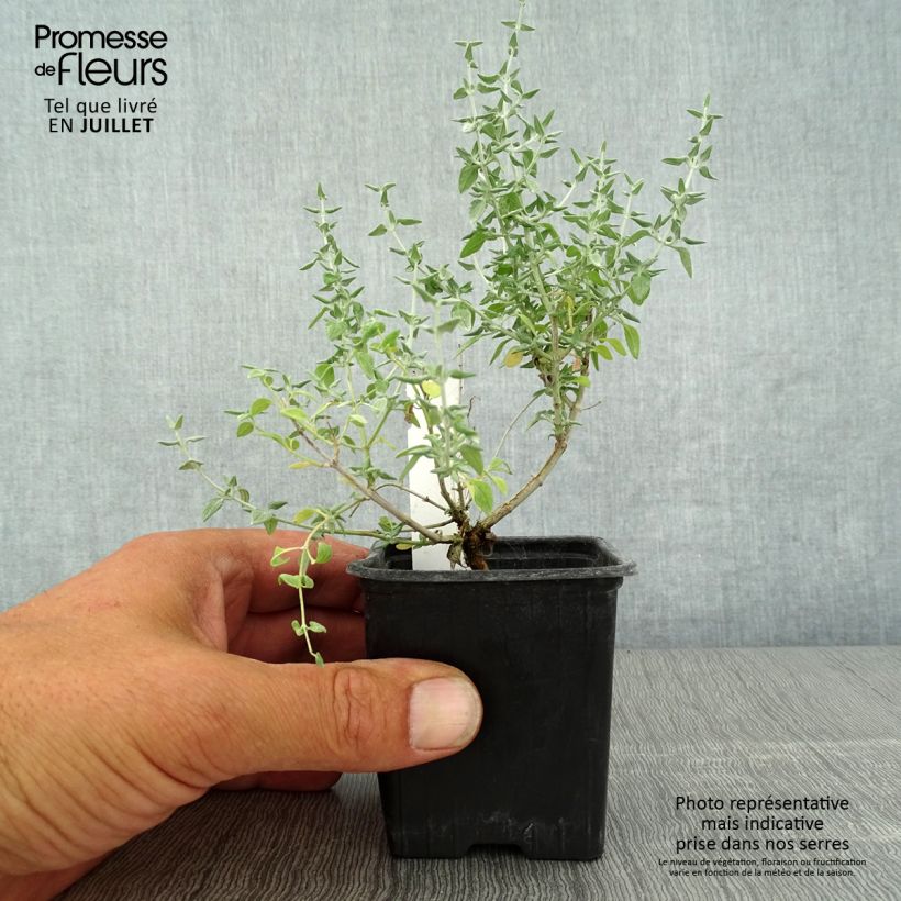 Teucrium marum - Germander 8/9 cm pot sample as delivered in summer