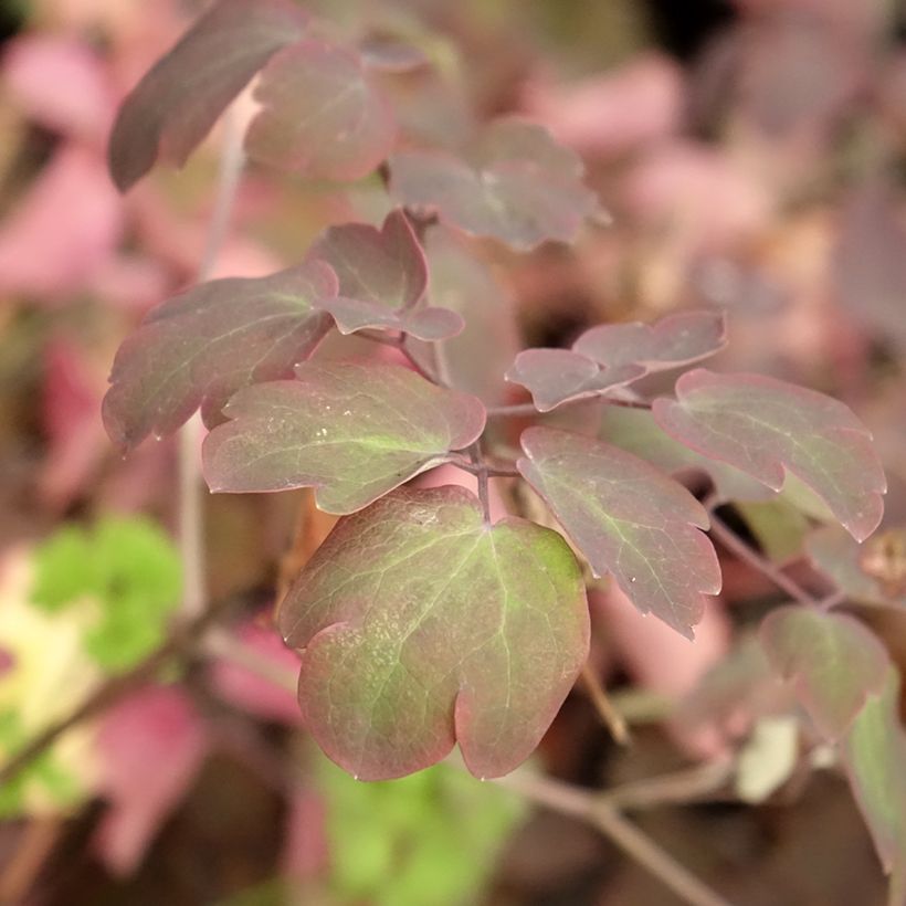 Thalictrum Anne - Meadow-rue (Foliage)