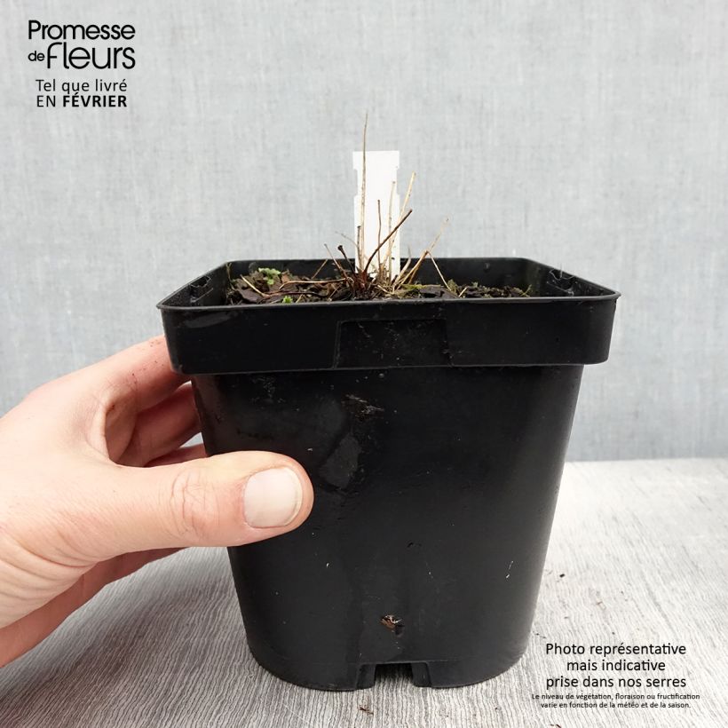 Thalictrum delavayi Album en pot 2/3L sample as delivered in winter