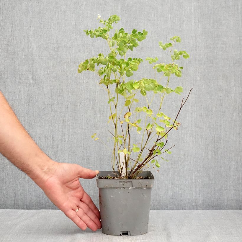 Thalictrum delavayi Album - Meadow-rue 2L/3L pot sample as delivered in summer