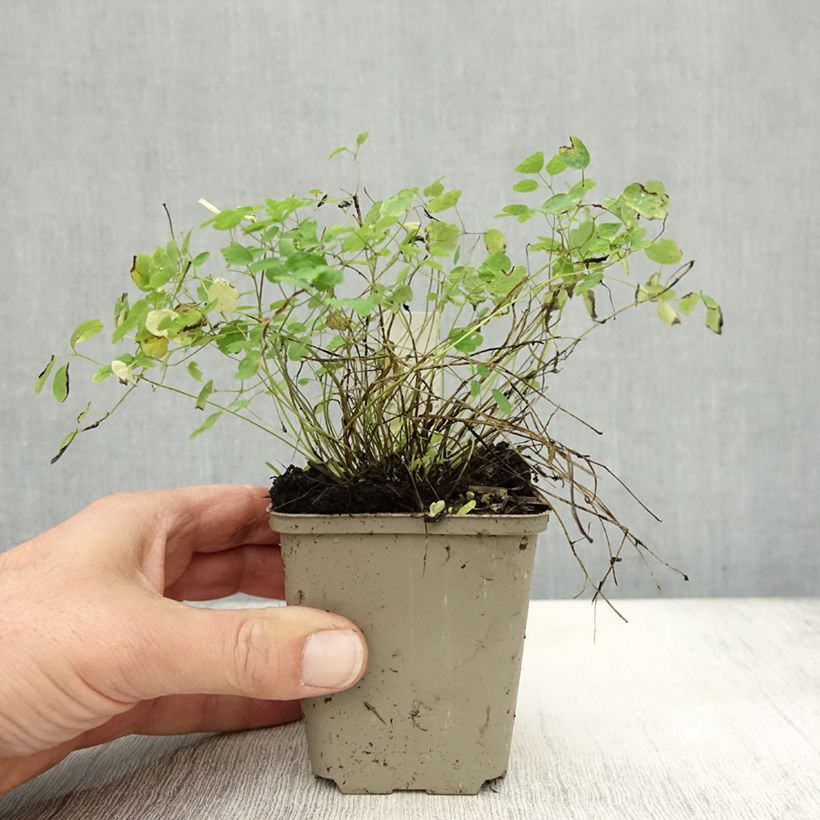 Thalictrum delavayi Ankum - Meadow-rue 8/9 cm pot sample as delivered in autumn