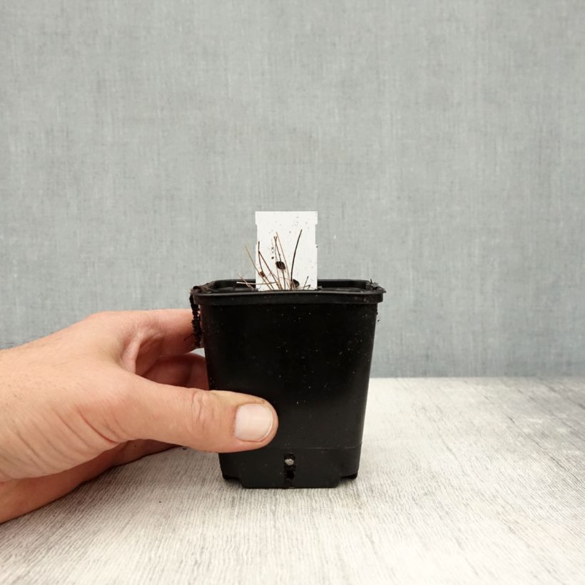 Thalictrum delavayi - Meadow-rue 8/9 cm pot sample as delivered in autumn