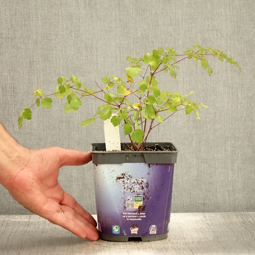 Thalictrum delavayi en pot de 2/3L- Pigamon sample as delivered in autumn