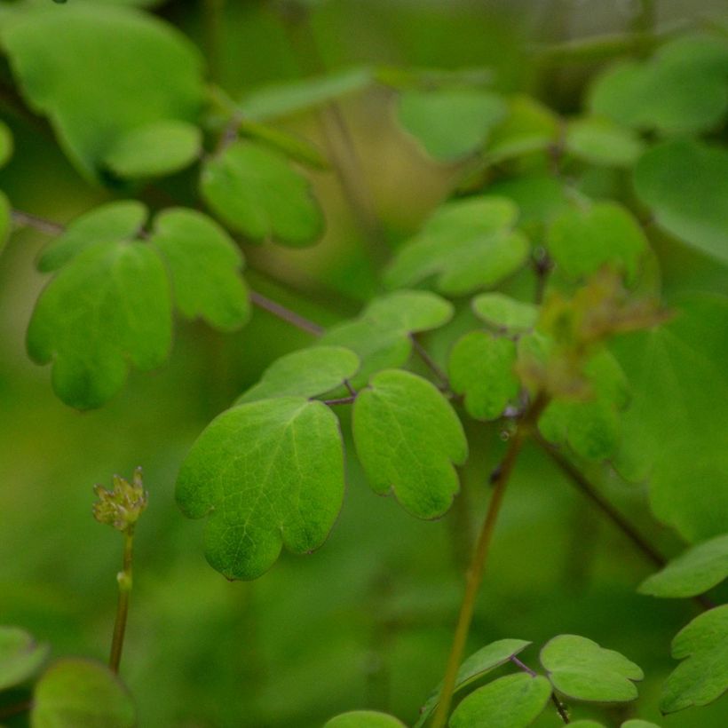 Thalictrum delavayi Hewitts double - Meadow-rue (Foliage)