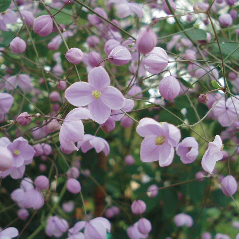 Thalictrum delavayi Splendide - Meadow-rue (Flowering)
