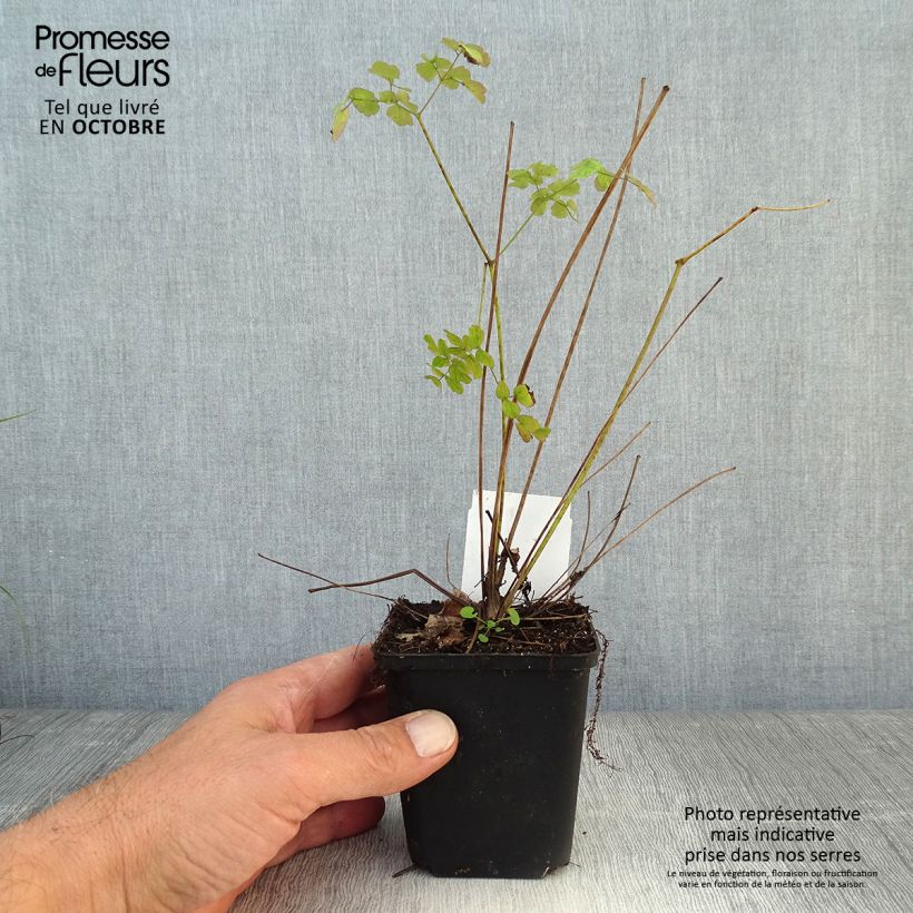 Thalictrum delavayi Splendide - Pigamon Godet de 9cm sample as delivered in autumn