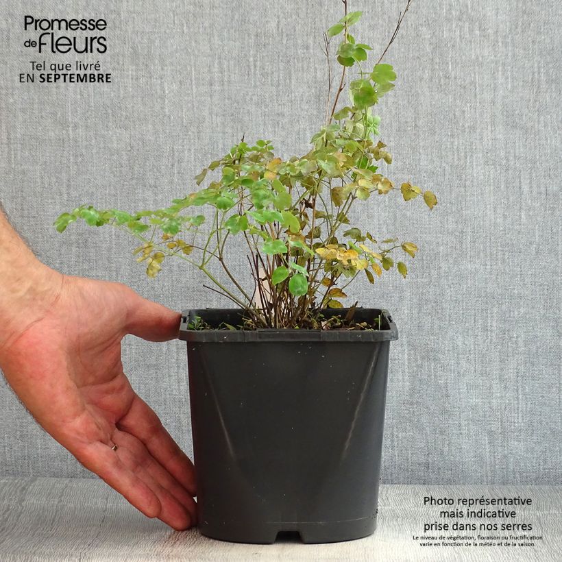 Thalictrum aquilegifolium Fairy Wings - Meadow-rue 2L/3L pot sample as delivered in summer