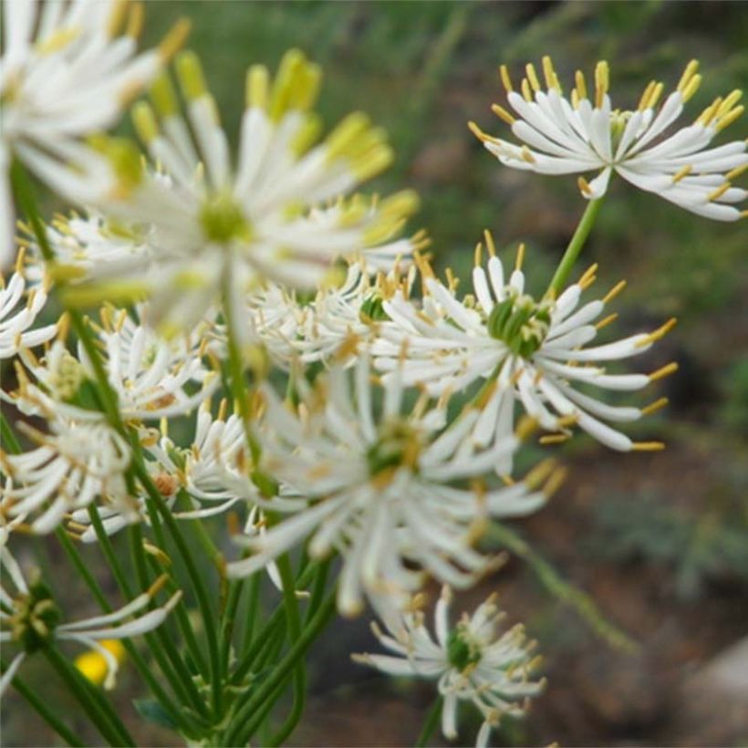 Thalictrum petaloideum - Meadow-rue (Flowering)