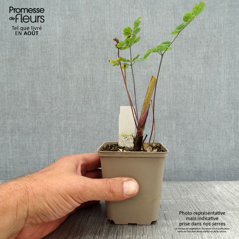 Thalictrum sphaerostachyum - Meadow-rue 8/9 cm pot sample as delivered in summer