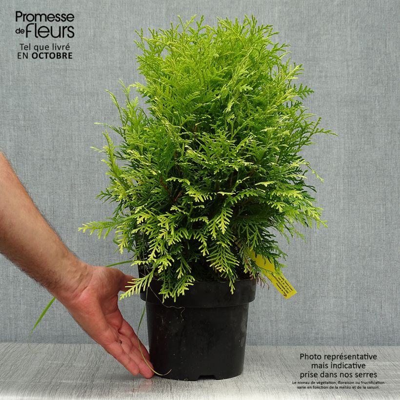 Thuja occidentalis Danica Aurea - Thuya du Canada en pot de 2l/3l sample as delivered in autumn