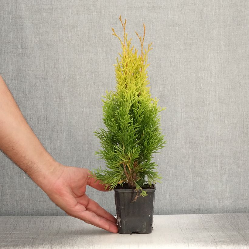 Thuja occidentalis Golden Smaragd - Thuya du Canada - Godet de 8/9 cm sample as delivered in summer