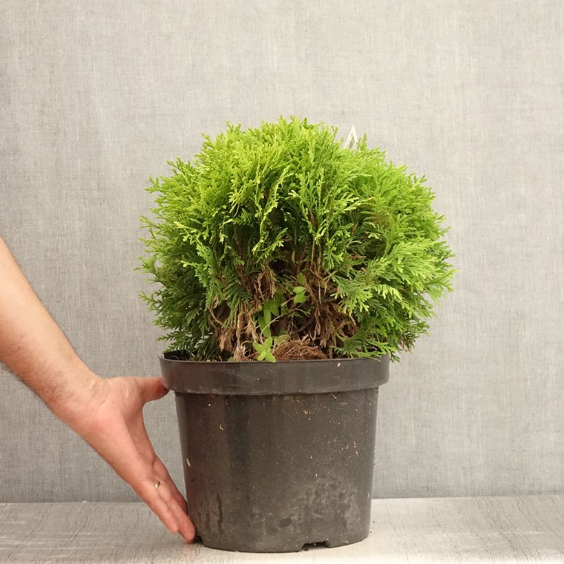 Thuja occidentalis Mirjam - Canadian Arborvitae 7.5L/10L pot sample as delivered in summer