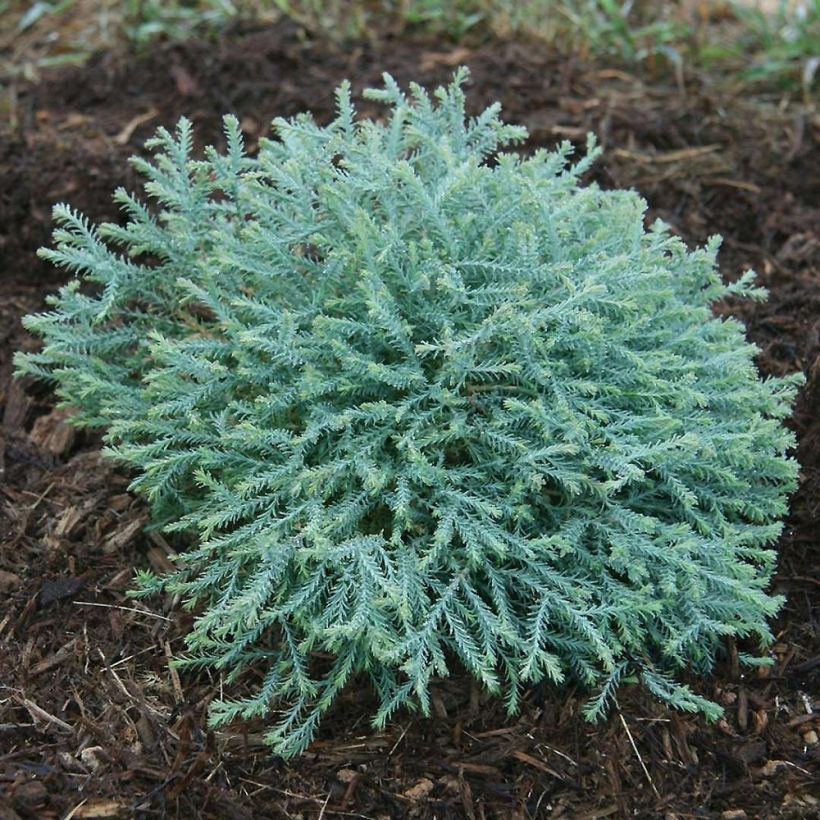 Thuja occidentalis Pancake Concesarini - Canadian Arborvitae (Plant habit)