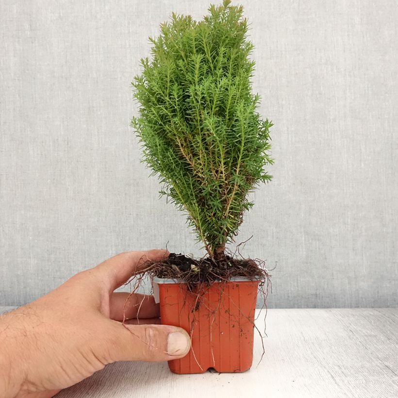 Thuja occidentalis Teddy - Thuya du Canada                        - Godet de 8/9 cm sample as delivered in summer