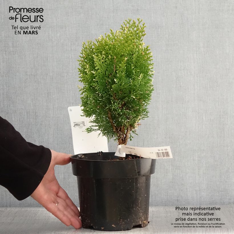 Thuja orientalis Fleck - Oriental Thuja 2L/3L potShipped height around 25/35cm sample as delivered in spring
