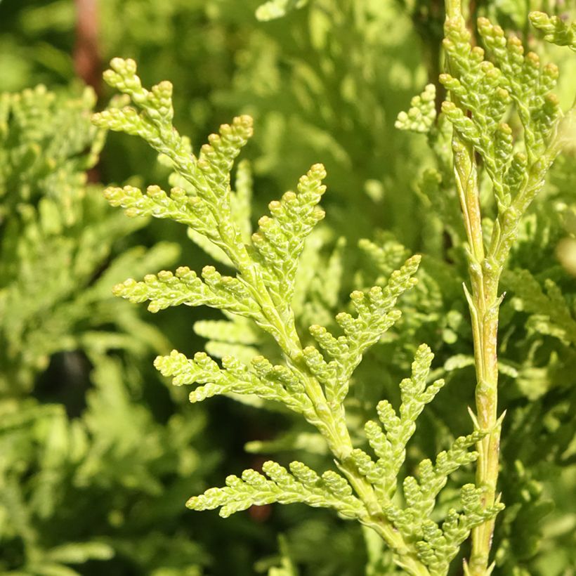 Thuja plicata Can-can - Western Red Cedar (Foliage)