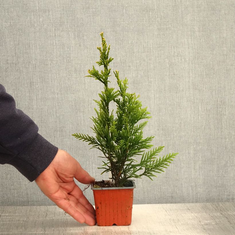 Thuja plicata Can-Can - Thuya compact - Godet de 8/9 cm sample as delivered in spring