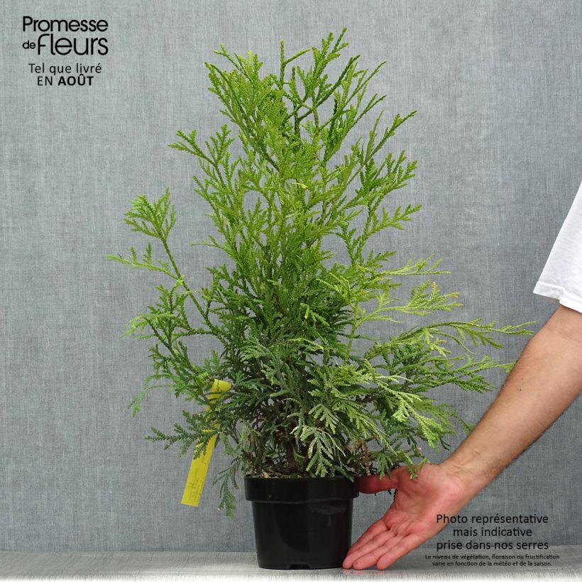 Thujopsis dolabrata Variegata - Hiba 2L/3L pot sample as delivered in summer