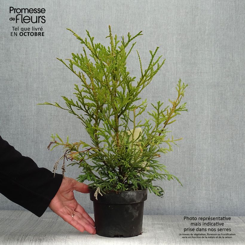Thujopsis dolabrata - Hiba 2L/3L pot sample as delivered in autumn
