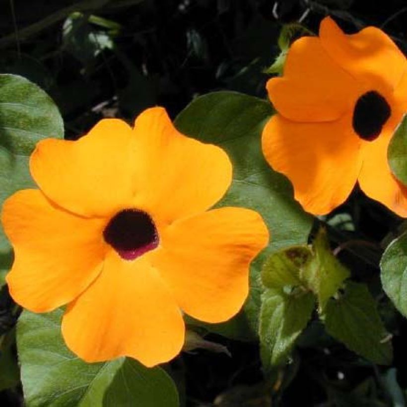 Thunbergia alata Tangerine - Black-eyed Susan (Flowering)