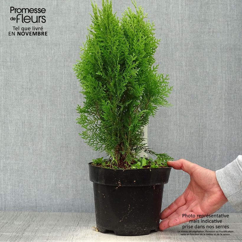 Thuya d'Orient - Platycladus orientalis Aurea Nana en pot de 2L sample as delivered in autumn