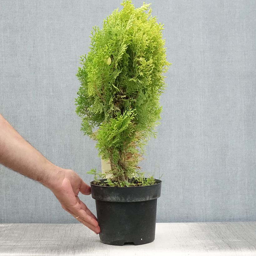 Oriental Arborvitae - Platycladus orientalis Aurea Nana 2L/3L pot sample as delivered in summer