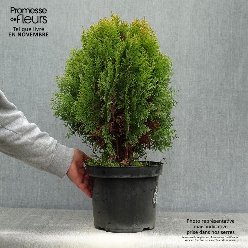 Thuya d'Orient - Platycladus orientalis Aurea Nana en pot de 7,5L sample as delivered in autumn