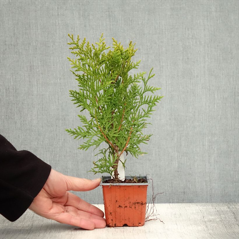 Thuja occidentalis Brabant - Canadian Arborvitae 8/9 cm pot sample as delivered in autumn