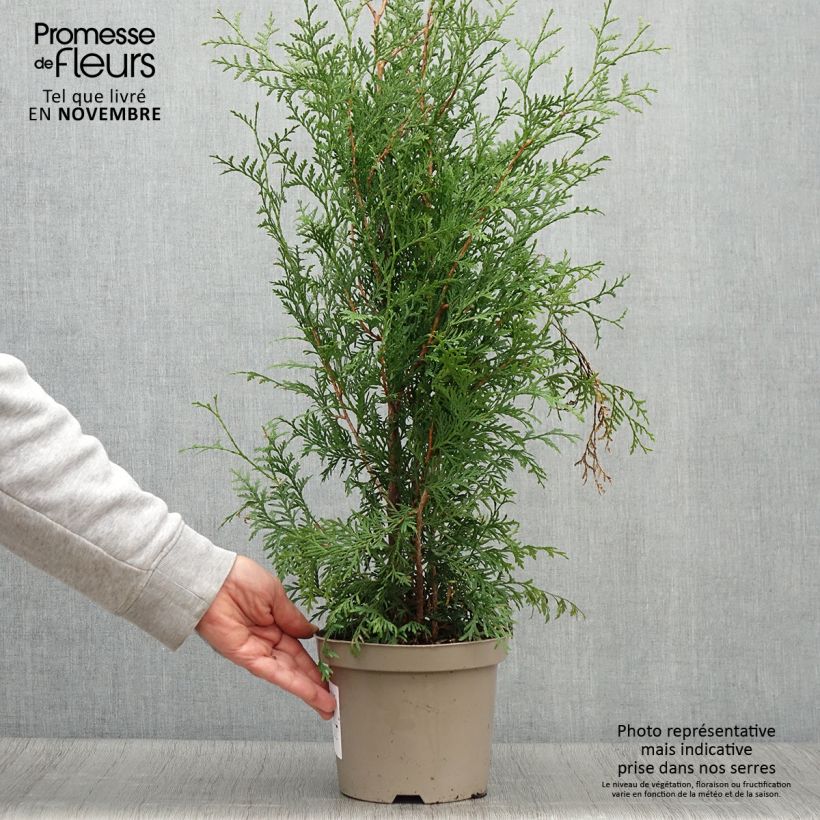 Thuya du Canada -Thuja occidentalis Brabant en pot de 3L sample as delivered in autumn