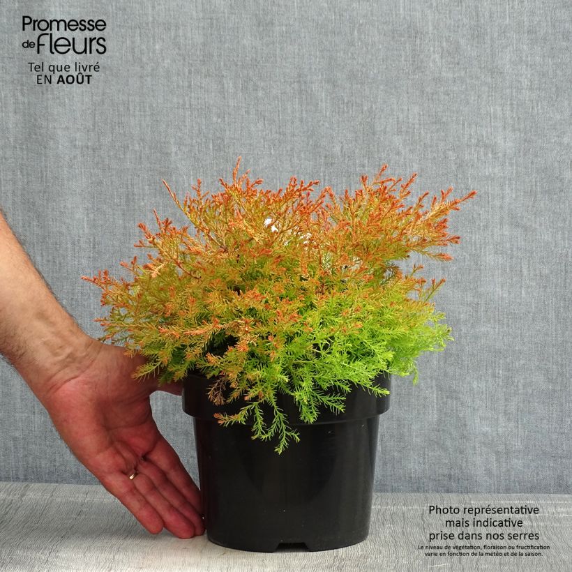 Thuja occidentalis Fire Chief - Canadian Arborvitae 2L/3L pot sample as delivered in summer