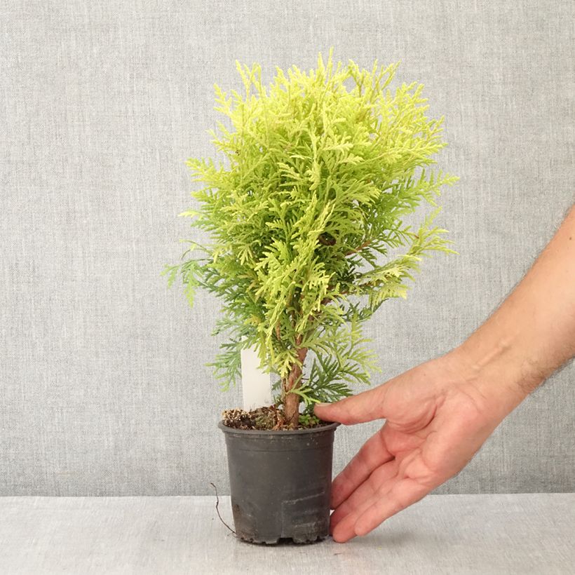 Thuja occidentalis Globosa Aurea - Eastern White Cedar 8/9 cm pot sample as delivered in summer