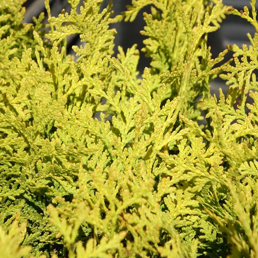Thuja occidentalis Golden Brabant - Eastern White Cedar (Foliage)