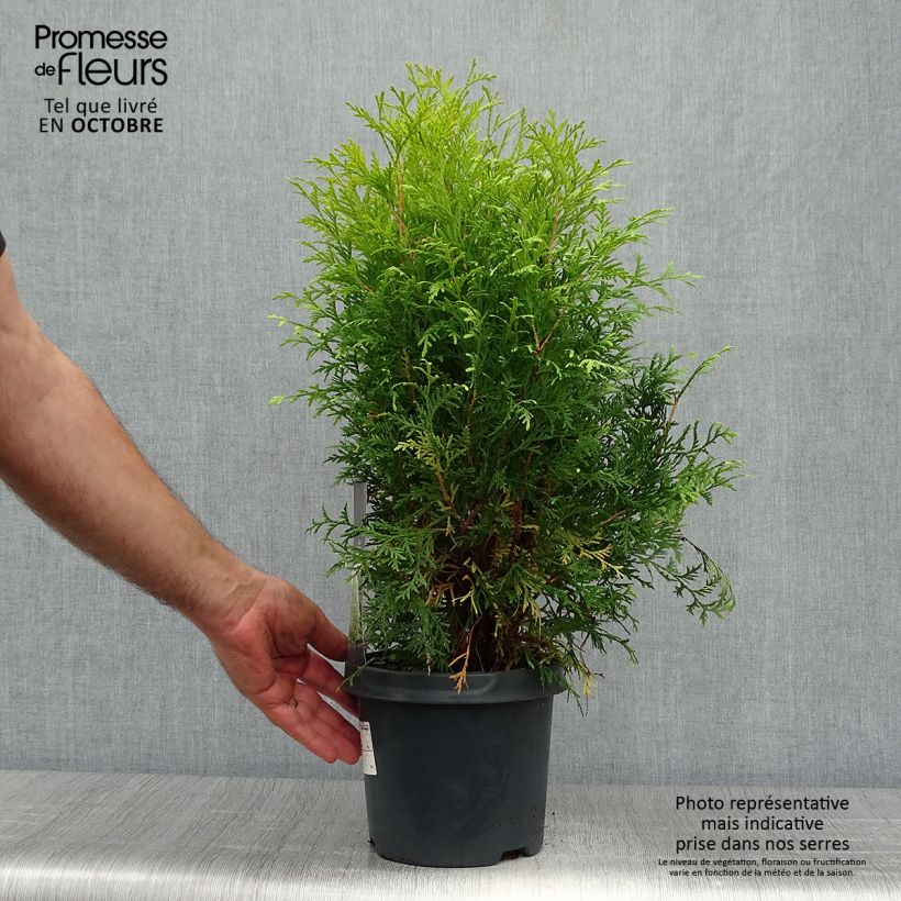 Thuya du Canada - Thuja occidentalis Golden Globe en pot de 2/3L sample as delivered in autumn