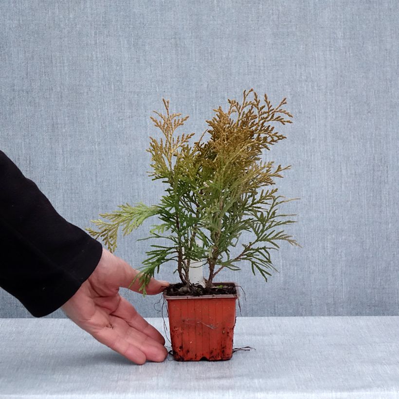 Thuja occidentalis Golden Globe - Canadian Arborvitae 8/9 cm pot sample as delivered in winter