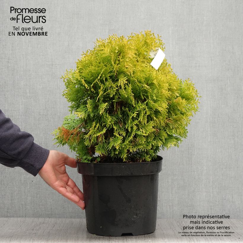 Thuja occidentalis Jantar - Canadian Arborvitae 7.5L/10L pot sample as delivered in autumn