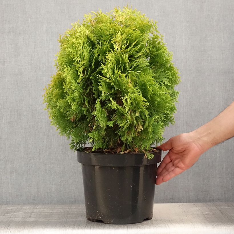 Thuja occidentalis Jantar - Canadian Arborvitae 7.5L/10L potShipped height around 40/50cm sample as delivered in spring
