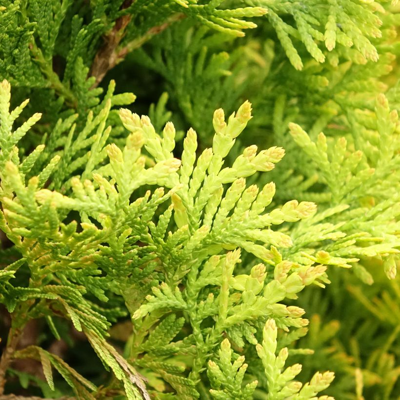 Thuja occidentalis Jantar - Canadian Arborvitae (Foliage)