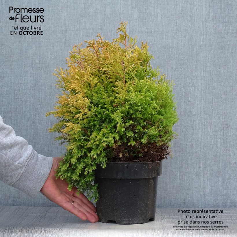 Thuya du Canada - Thuja occidentalis Rheingold Pot de 2L/3L sample as delivered in autumn