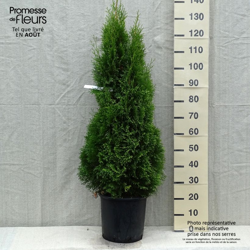 Example of Thuja occidentalis Smaragd - Canadian Arborvitae as you get in ete