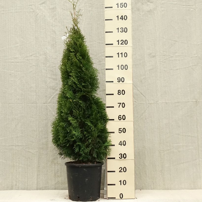 Thuja occidentalis Smaragd - Canadian Arborvitae 7.5L/10L potShipped height around 150cm sample as delivered in spring