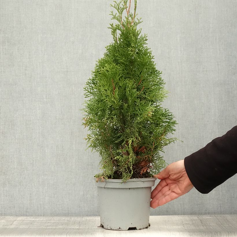Thuja occidentalis Smaragd - Canadian Arborvitae 3L/4L pot sample as delivered in autumn
