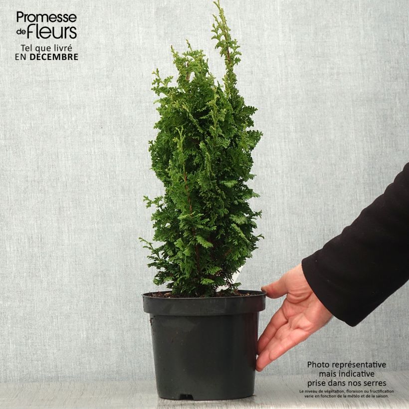 Thuya du Canada - Thuja occidentalis Zmatlik Pot de 3L/4L sample as delivered in autumn