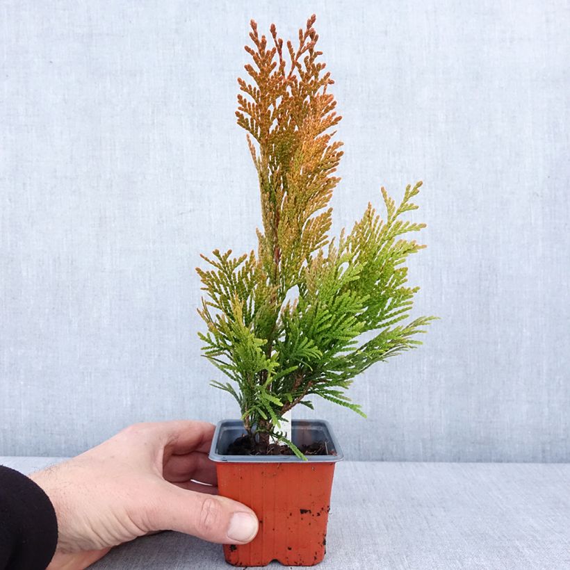 Thuja plicata Goldy - Western Red Cedar 8/9 cm pot sample as delivered in winter